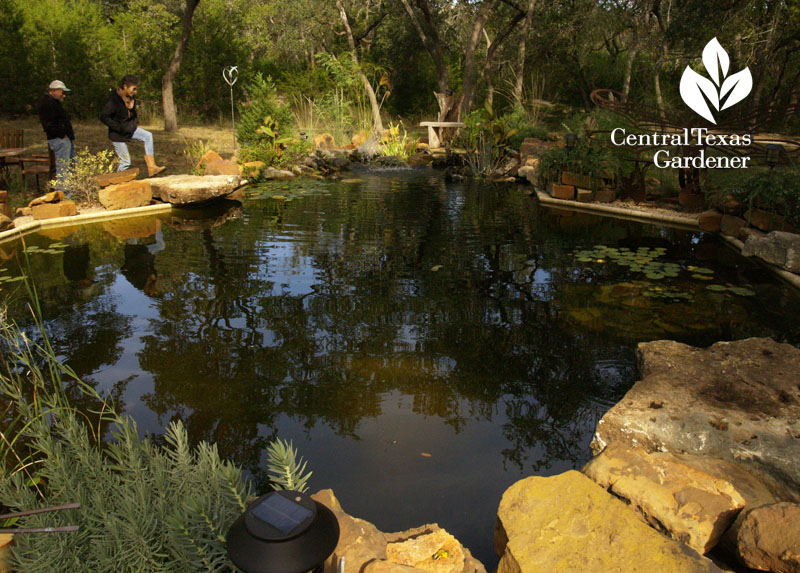 Swimming pool turned into pond Central Texas Gardener 