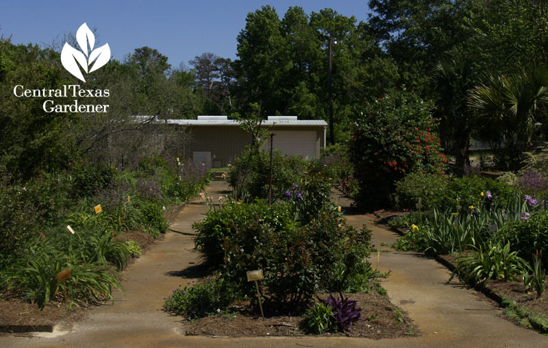 Texas A&M Research Texas Superstar plants Central Texas Gardener