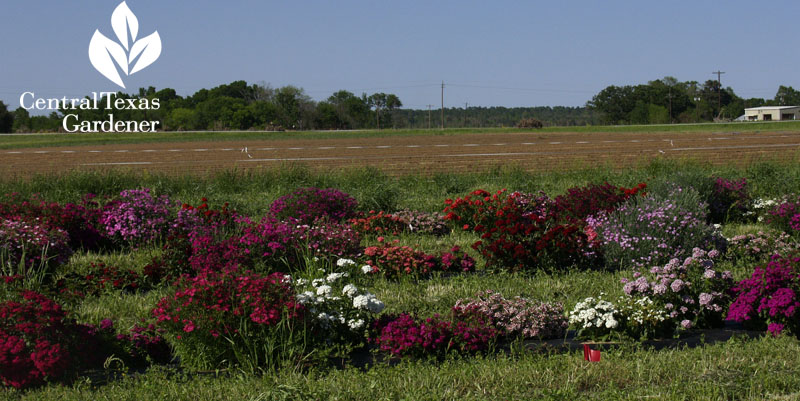 Texas A&M Research Texas Superstar plants Central Texas Gardener