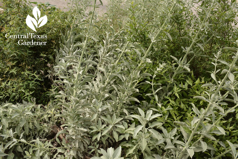 Salvia apiana white sage at American Botanical Council Gardens Central Texas Gardener