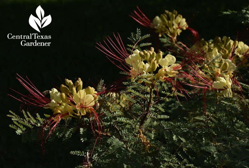 yellow bird of paradise caesalpinia gillesii Central Texas Gardener