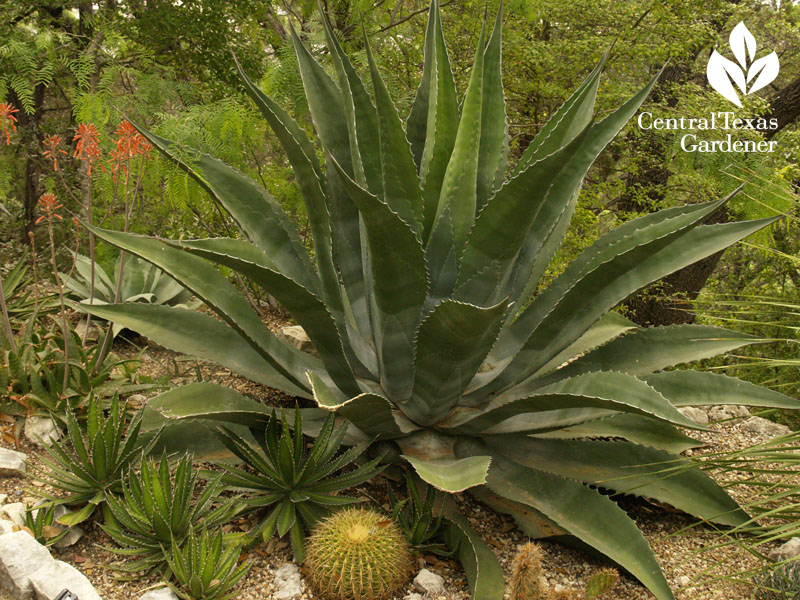 Agaves, aloes, golden barrel cactus Central Texas Gardener 