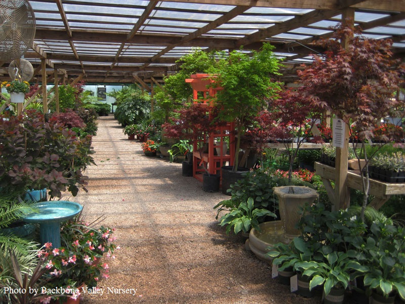 Backbone Valley Nursery