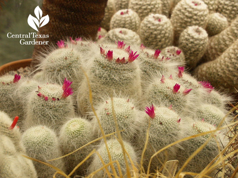 white spined flowering cactus Central Texas Gardener 