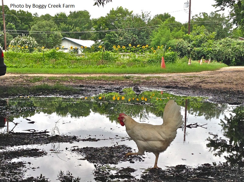 Boggy Creek Farm hen 