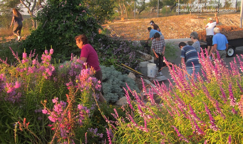 Comal Master County Gardeners butterfly habitat Central Texas Gardener