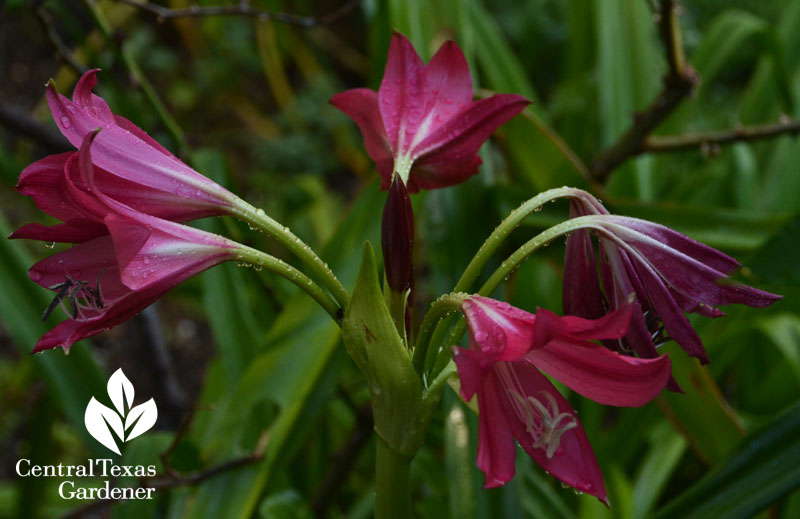 Crinum Ellen Bousanquet Central Texas Gardener