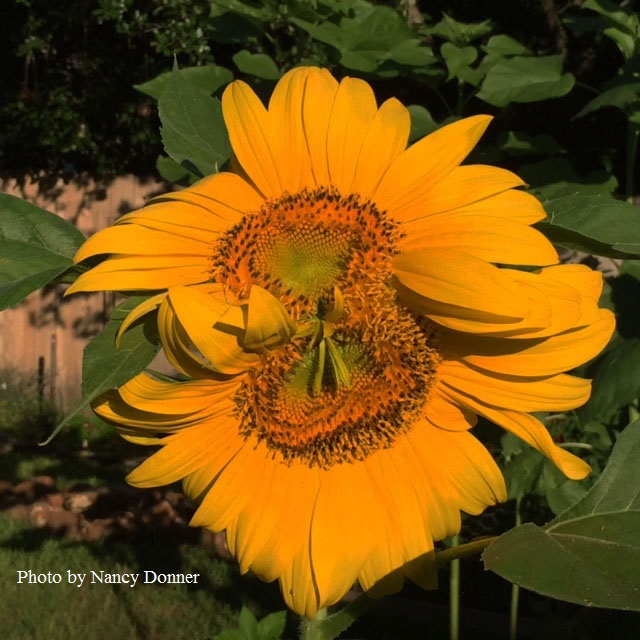 Double headed Mammoth Sunflower Central Texas Gardener