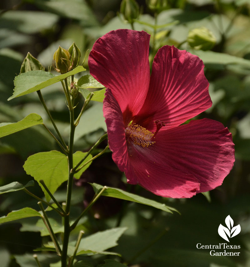 Flare hibiscus Central Texas Gardener