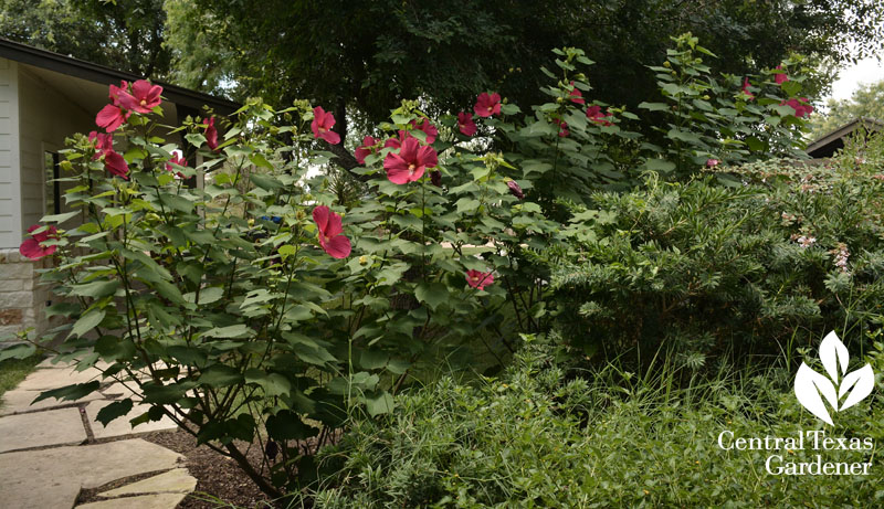 Flare hibiscus Central Texas Gardener