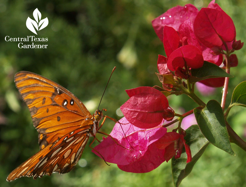 Gulf Fritillary butterfly on bougainvillea