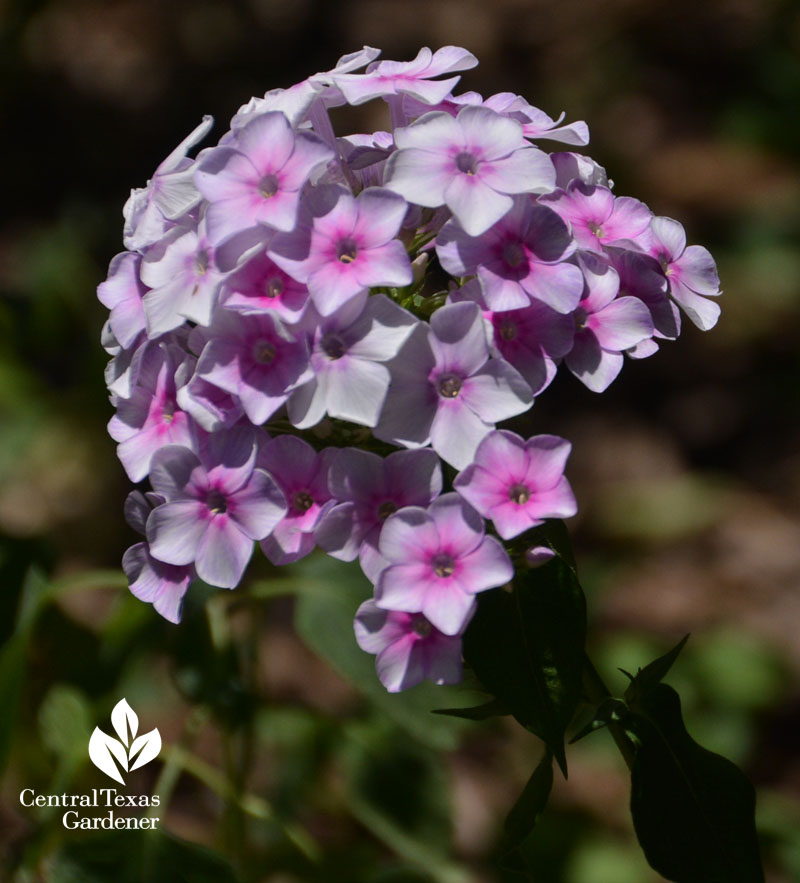 John Fanick Phlox paniculata Central Texas Gardener