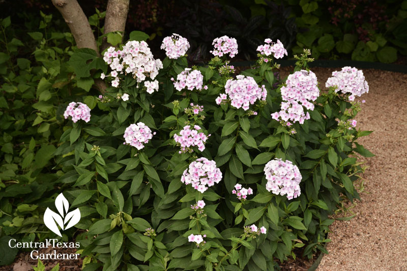 John Fanick phlox paniculata Fort Sam Houston