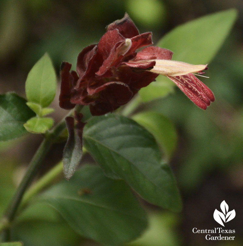 Rainbow shrimp plant Central Texas Gardener