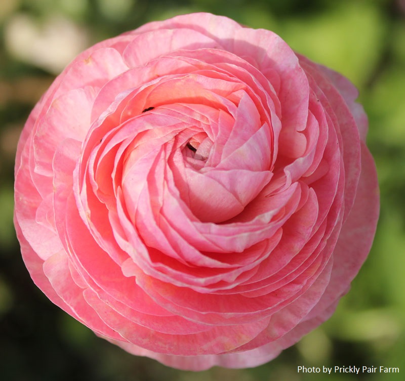 Ranunculus Prickly Pair Farm Central Texas Gardener