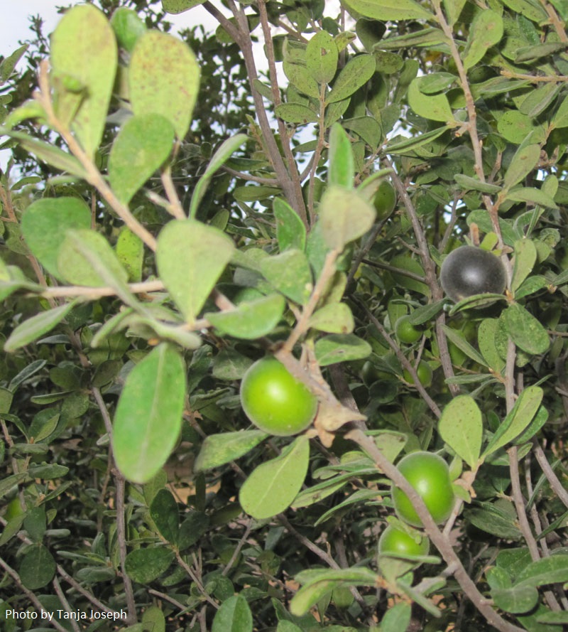 Texas persimmon fruits ripe and unripe Central Texas Gardener