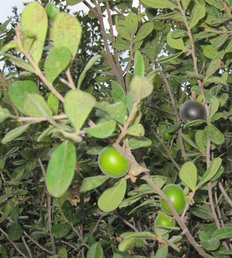 Texas persimmon fruits ripe and unripe web