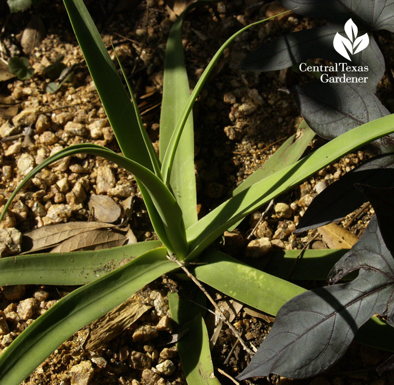 Squid agave Agave bracteosa Central Texas Gardener 