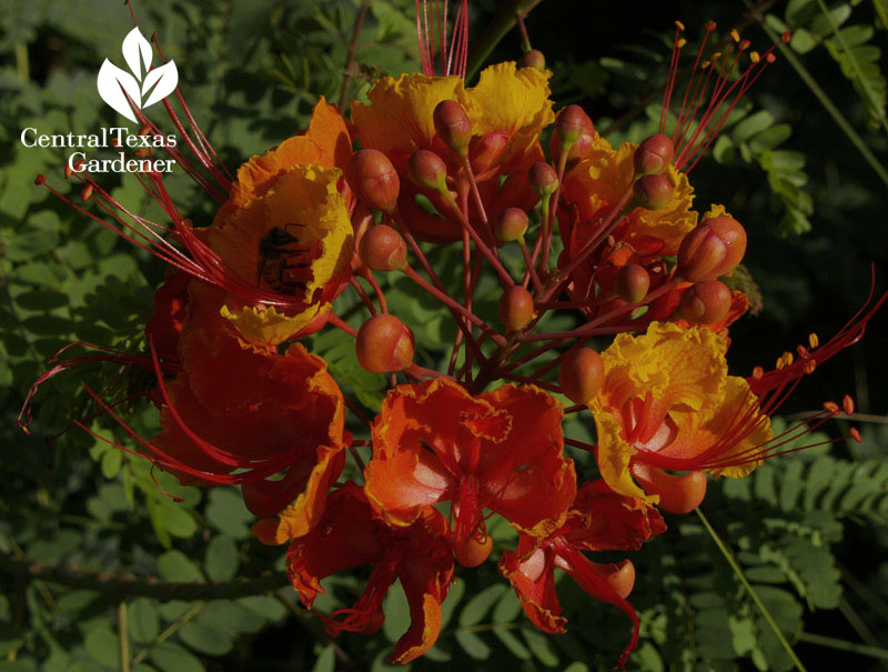 Bee on Pride of Barbados Central Texas Gardener 