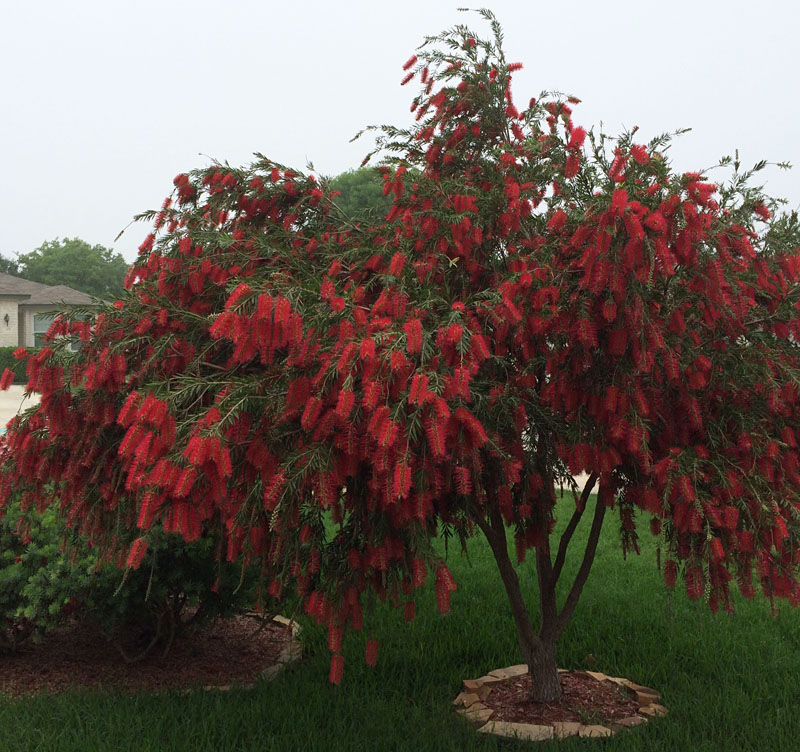 bottlebrush tree in Cibolo by Rich Hartsell Central Texas Gardener 