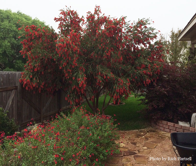 Bottlebrush tree Central Texas Gardener 