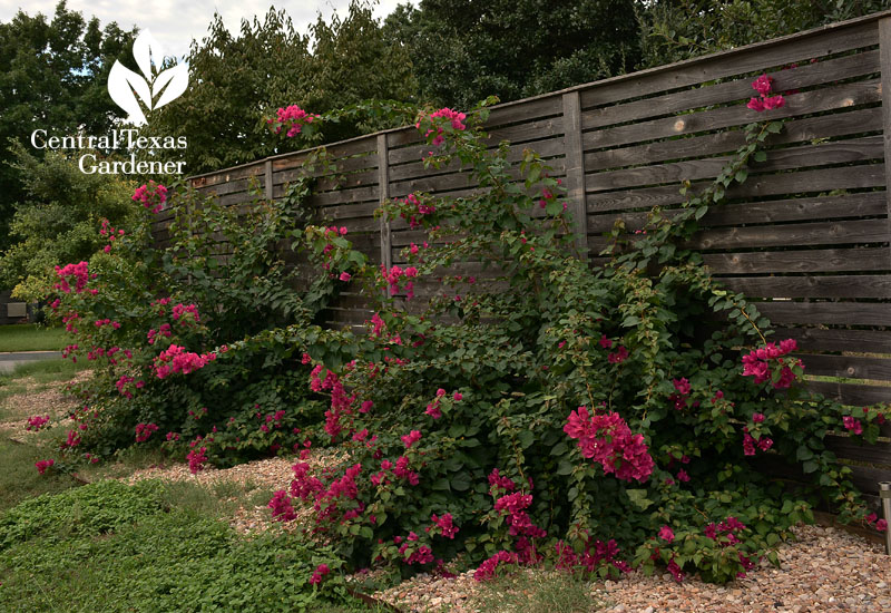 bougainvillea along fence Central Texas Gardener