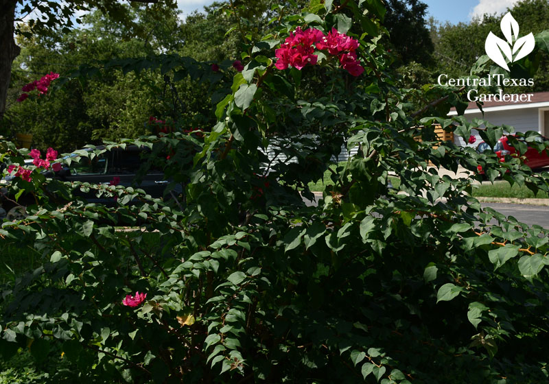 bougainvillea front yard Central Texas Gardener