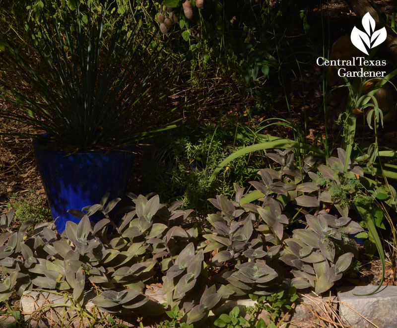 cobweb spiderwort drought tough groundcover Central Texas Gardener