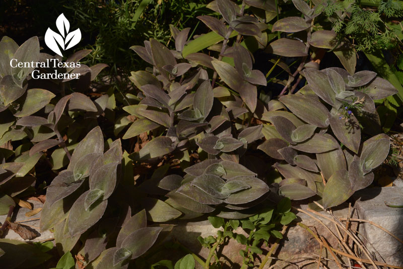 cobweb spiderwort leaves Central Texas Gardener