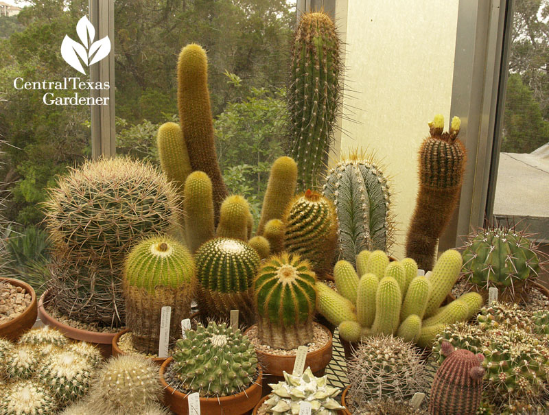 Bob Barth's cactus collection Central Texas Gardener