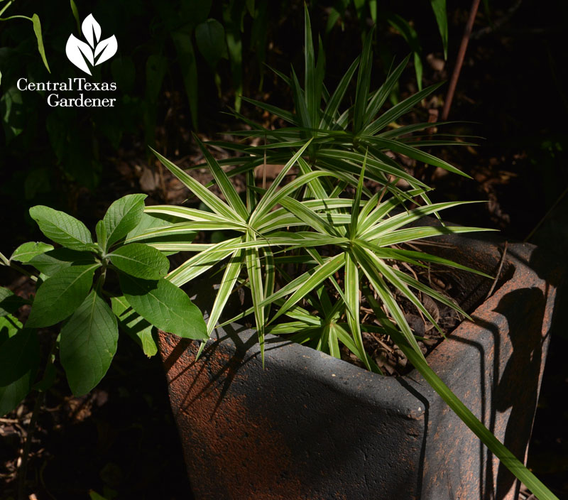 container sparkler sedge for bright shade Central Texas Gardener