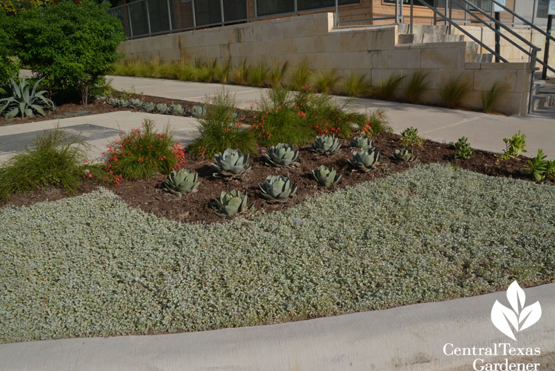 curbside silver ponyfoot firecracker fern agave parryi Central Texas Gardener