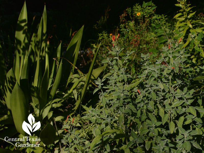 dicliptera suberecta for hummingbirds Central Texas Gardener