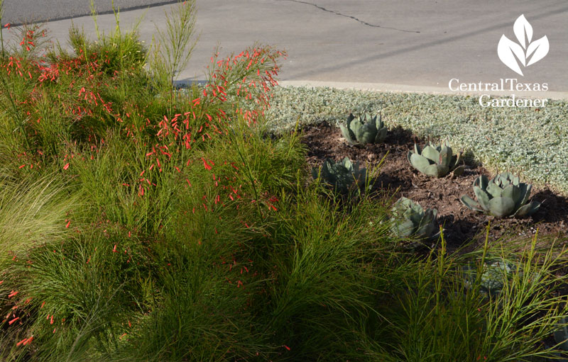 firecracker fern silver ponyfoot hot curb spot Central Texas Gardener