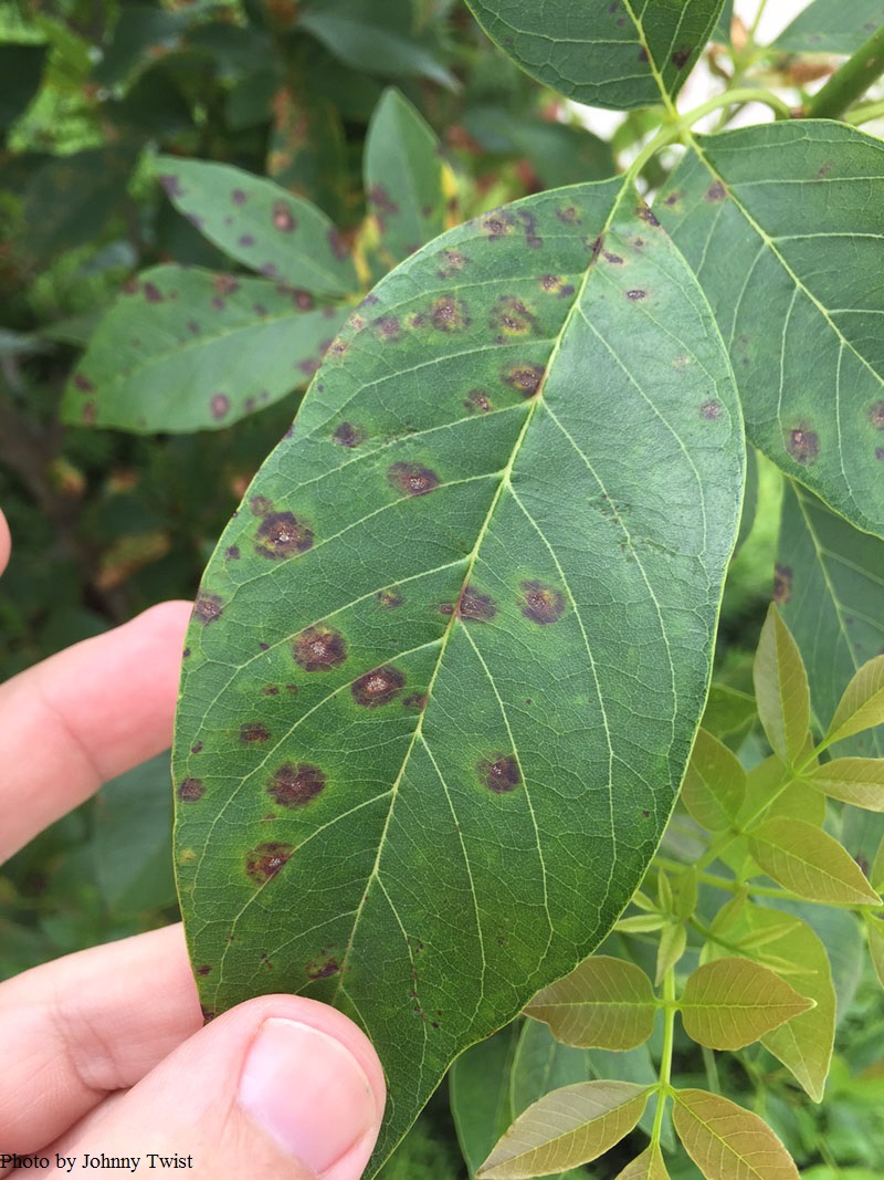 fungal disease Mexican ash Central Texas Gardener 