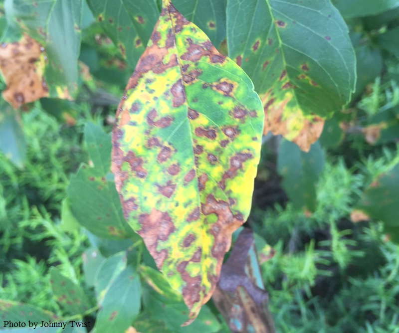 fungal disease Mexican ash Central Texas Gardener