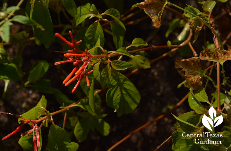 hamelia patens for hummingbirds Central Texas Gardener