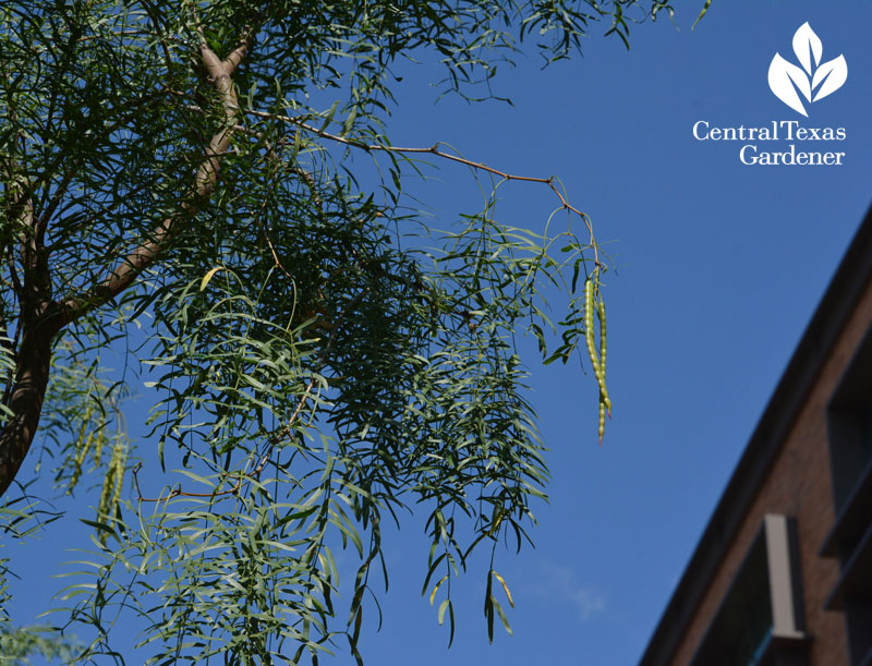 honey mesquite bean pod Central Texas Gardener