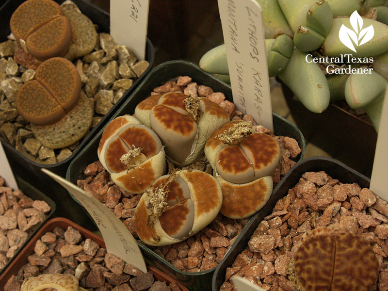 Lithops Central Texas Gardener 