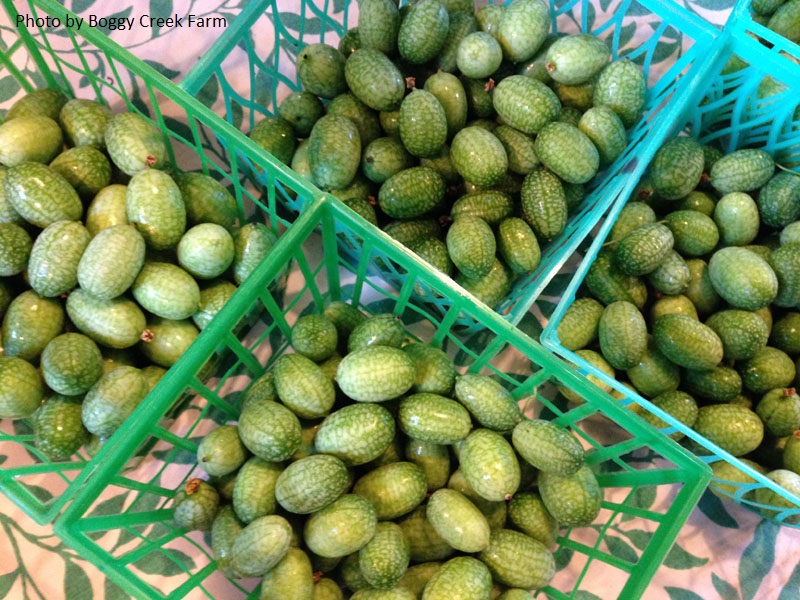 mexican sour gherkins Boggy Creek Farm