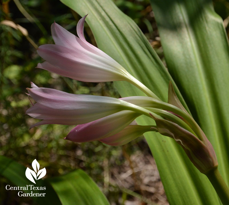 pink crinum lily Central Texas Gardener