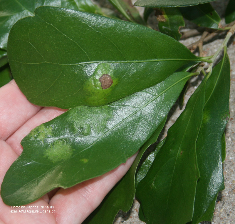 Oak leaf blister Central Texas Gardener