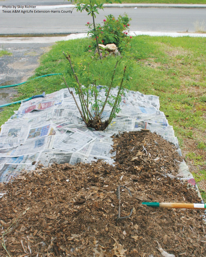 sheet mulch Texas Month by Month Gardening Central Texas Gardener