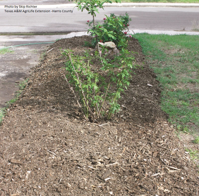 sheet mulch Texas Month by Month Gardening Central Texas Gardener
