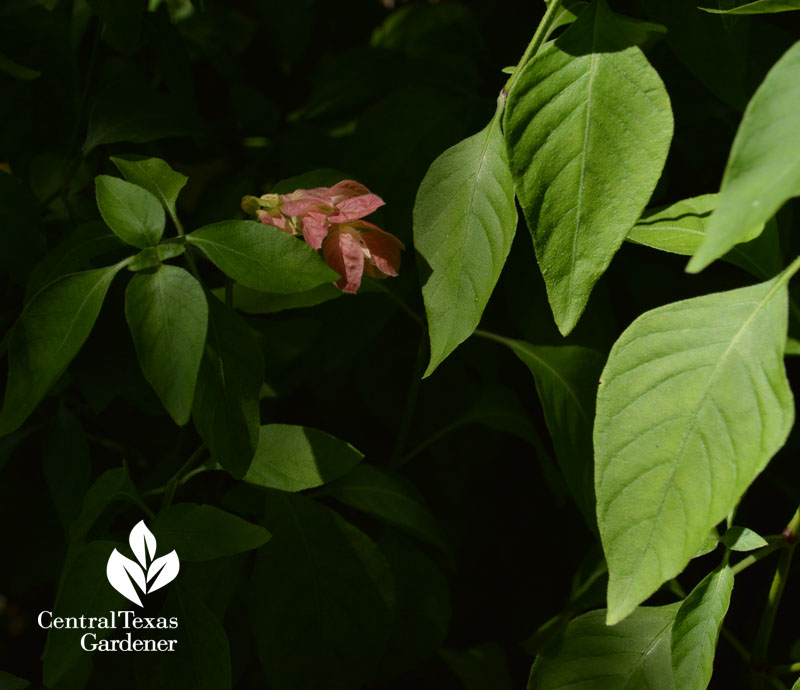 shrimp plant for shade and brief sun Central Texas Gardener