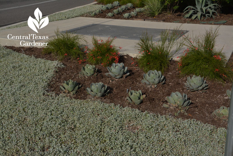 silver ponyfoot firecracker fern agave hot spot curb Central Texas Gardener