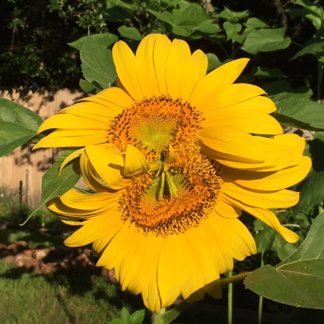 sunflower Nancy Donner