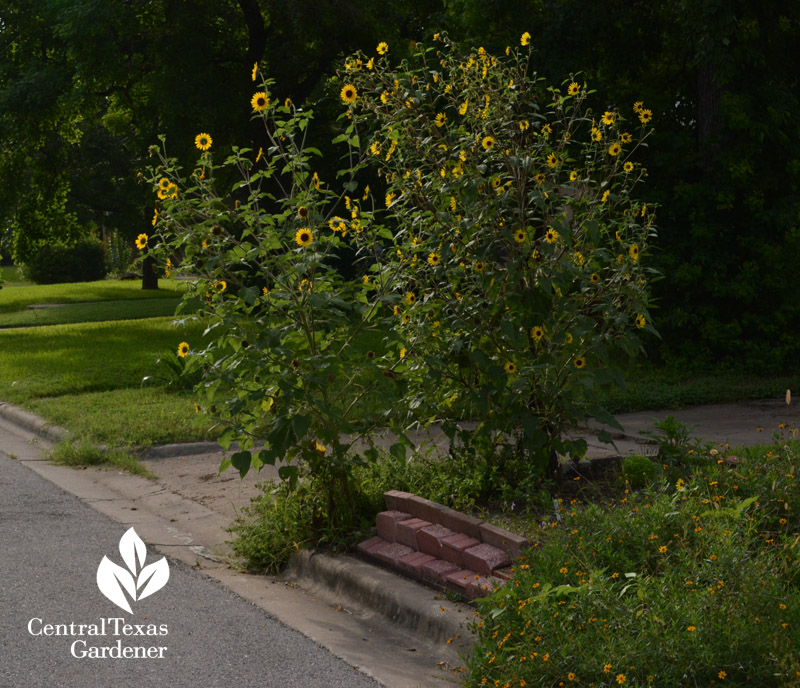 Wild or bird seed sunflowers front yard Central Texas Gardener