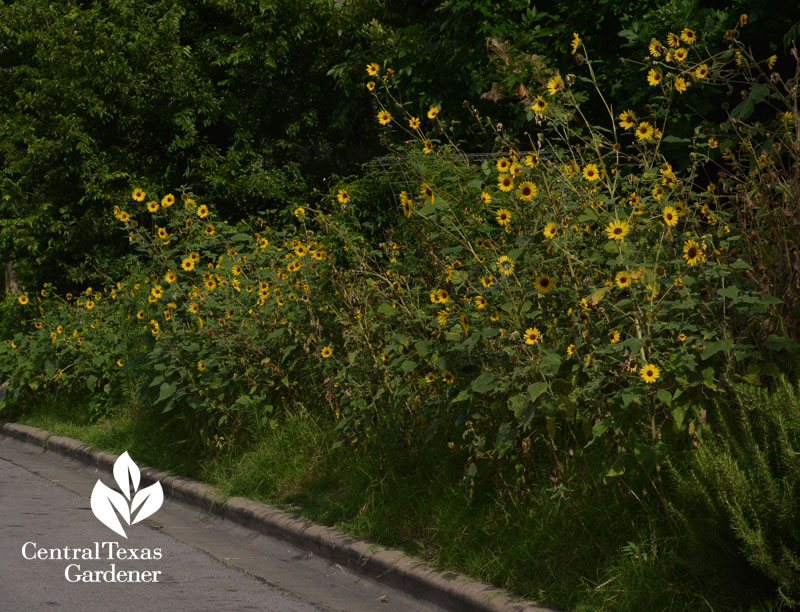 Wild sunflowers growing on curb strip Central Texas Gardener