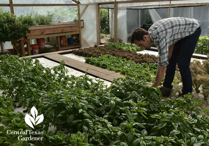 en acre organics aquaponics Central Texas Gardener